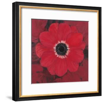 Single Red Anemone-Ivo-Framed Art Print