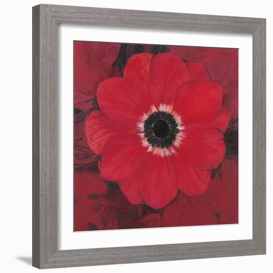 Single Red Anemone-Ivo-Framed Premium Giclee Print