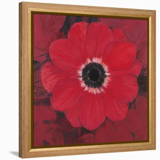 Single Red Anemone-Ivo-Framed Stretched Canvas