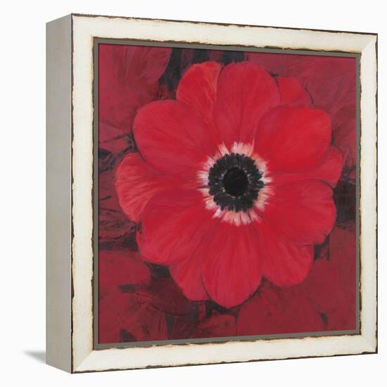 Single Red Anemone-Ivo-Framed Stretched Canvas