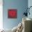 Single Red Anemone-Ivo-Framed Stretched Canvas displayed on a wall