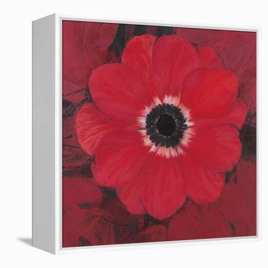 Single Red Anemone-Ivo-Framed Stretched Canvas