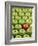 Single Red Apple Among a Number of Green Apples-John Miller-Framed Photographic Print