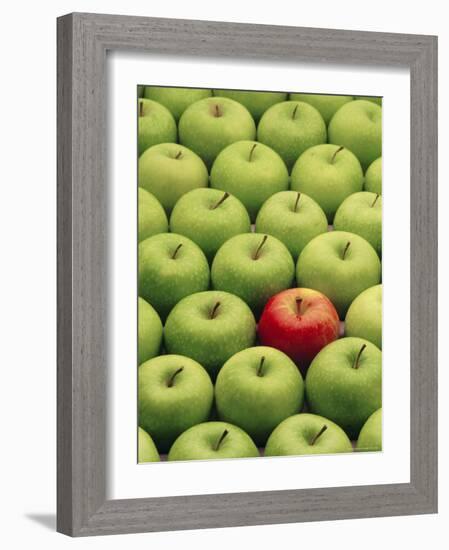 Single Red Apple Among a Number of Green Apples-John Miller-Framed Photographic Print