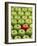 Single Red Apple Among a Number of Green Apples-John Miller-Framed Photographic Print