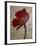 Single Red Poppy-Cherie Roe Dirksen-Framed Giclee Print