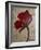 Single Red Poppy-Cherie Roe Dirksen-Framed Giclee Print
