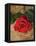 Single Red Rose on Stone Floor-Clive Nichols-Framed Premier Image Canvas