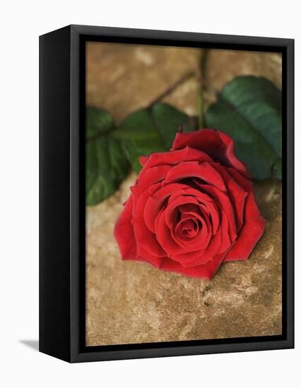 Single Red Rose on Stone Floor-Clive Nichols-Framed Premier Image Canvas