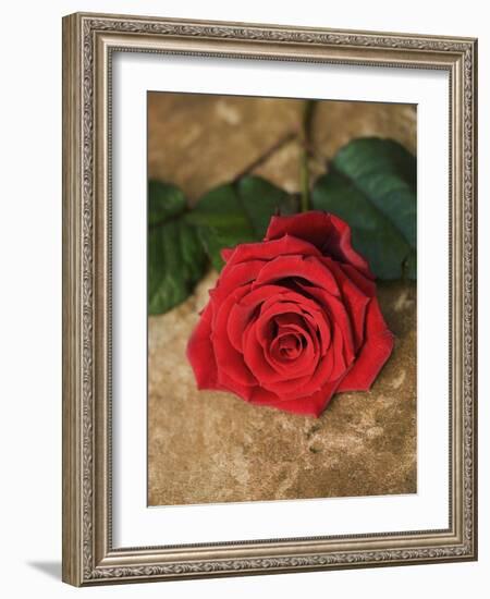 Single Red Rose on Stone Floor-Clive Nichols-Framed Photographic Print