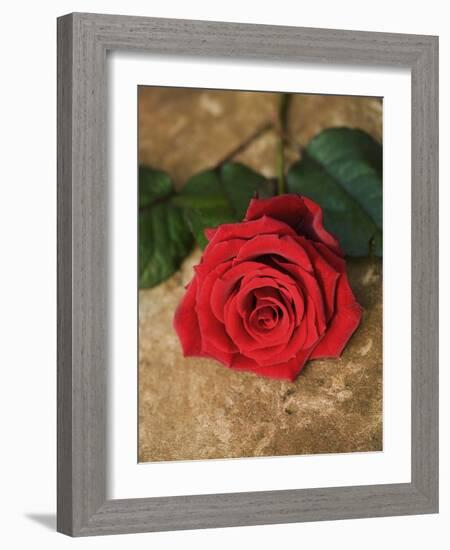 Single Red Rose on Stone Floor-Clive Nichols-Framed Photographic Print