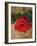 Single Red Rose on Stone Floor-Clive Nichols-Framed Photographic Print