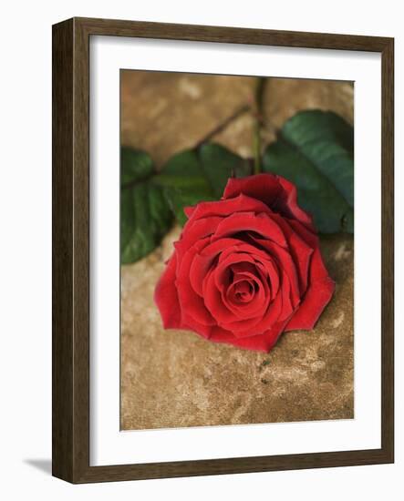 Single Red Rose on Stone Floor-Clive Nichols-Framed Photographic Print