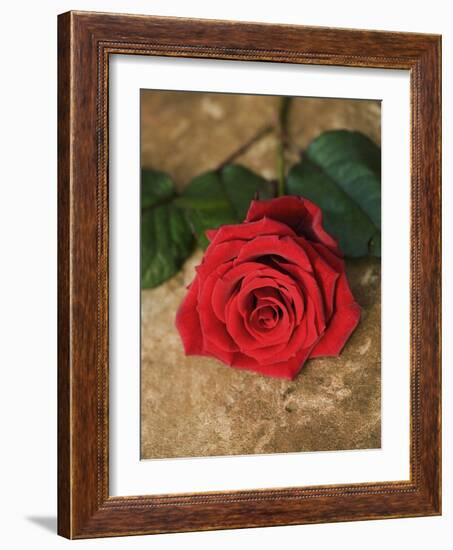 Single Red Rose on Stone Floor-Clive Nichols-Framed Photographic Print