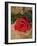 Single Red Rose on Stone Floor-Clive Nichols-Framed Photographic Print