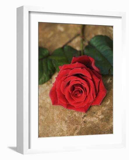 Single Red Rose on Stone Floor-Clive Nichols-Framed Photographic Print