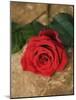 Single Red Rose on Stone Floor-Clive Nichols-Mounted Photographic Print