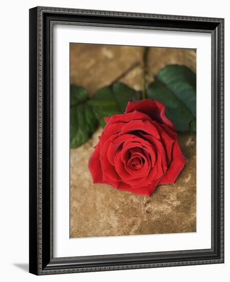 Single Red Rose on Stone Floor-Clive Nichols-Framed Photographic Print