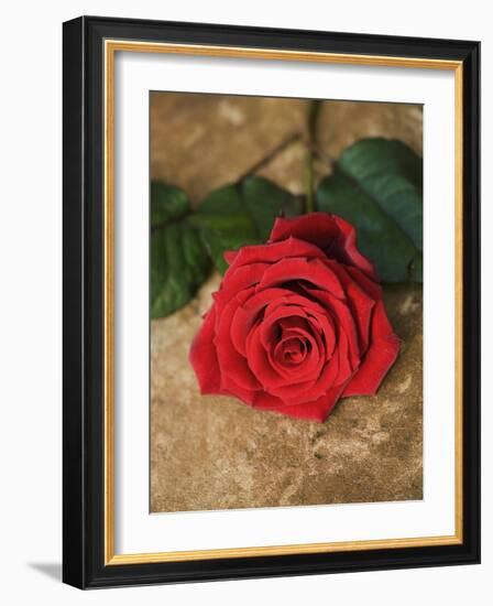 Single Red Rose on Stone Floor-Clive Nichols-Framed Photographic Print