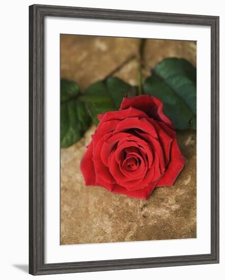 Single Red Rose on Stone Floor-Clive Nichols-Framed Photographic Print