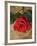 Single Red Rose on Stone Floor-Clive Nichols-Framed Photographic Print