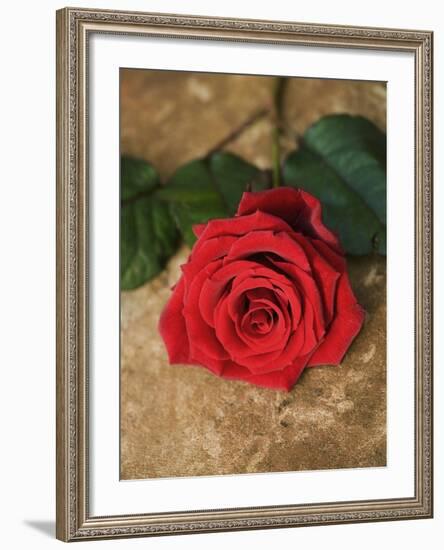 Single Red Rose on Stone Floor-Clive Nichols-Framed Photographic Print