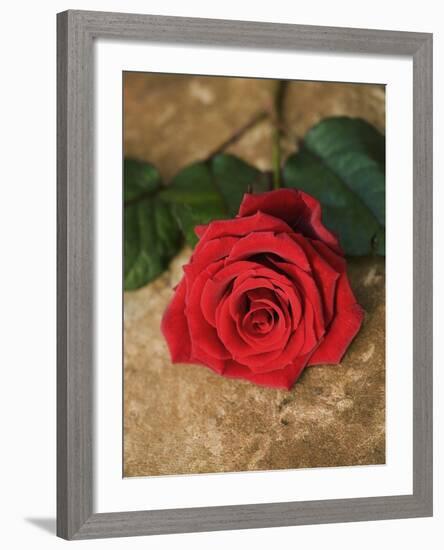 Single Red Rose on Stone Floor-Clive Nichols-Framed Photographic Print