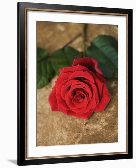 Single Red Rose on Stone Floor-Clive Nichols-Framed Photographic Print