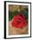 Single Red Rose on Stone Floor-Clive Nichols-Framed Photographic Print