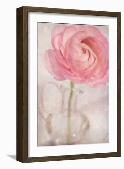 Single Rose Pink Flower-Cora Niele-Framed Photographic Print