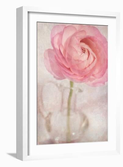 Single Rose Pink Flower-Cora Niele-Framed Photographic Print