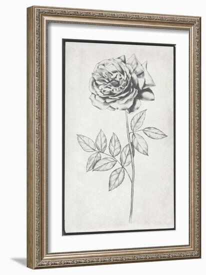 Single Stem II-Jennifer Goldberger-Framed Art Print