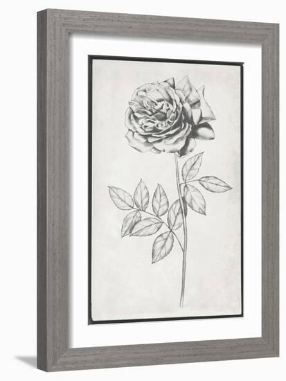 Single Stem II-Jennifer Goldberger-Framed Art Print