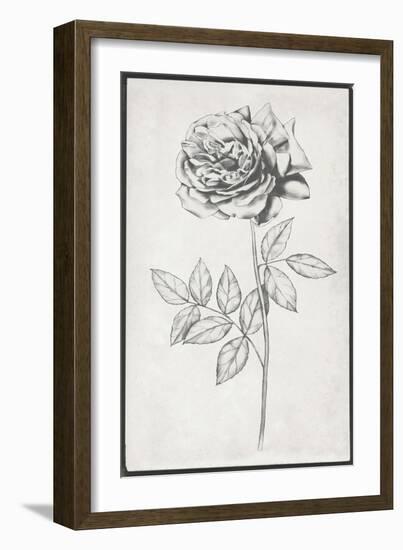 Single Stem II-Jennifer Goldberger-Framed Art Print