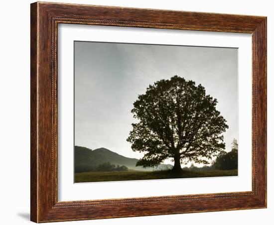 Single Tree at Sunrise, Cades Cove, Great Smoky Mountains National Park, Tennessee, Usa-Adam Jones-Framed Photographic Print