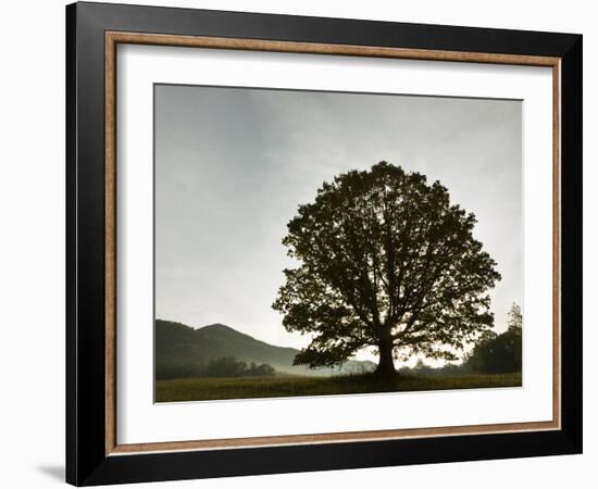 Single Tree at Sunrise, Cades Cove, Great Smoky Mountains National Park, Tennessee, Usa-Adam Jones-Framed Photographic Print