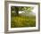 Single Tree at Sunrise, Cades Cove, Great Smoky Mountains National Park, Tennessee, Usa-Adam Jones-Framed Photographic Print