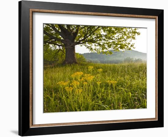 Single Tree at Sunrise, Cades Cove, Great Smoky Mountains National Park, Tennessee, Usa-Adam Jones-Framed Photographic Print