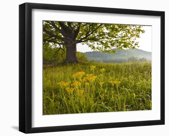 Single Tree at Sunrise, Cades Cove, Great Smoky Mountains National Park, Tennessee, Usa-Adam Jones-Framed Photographic Print