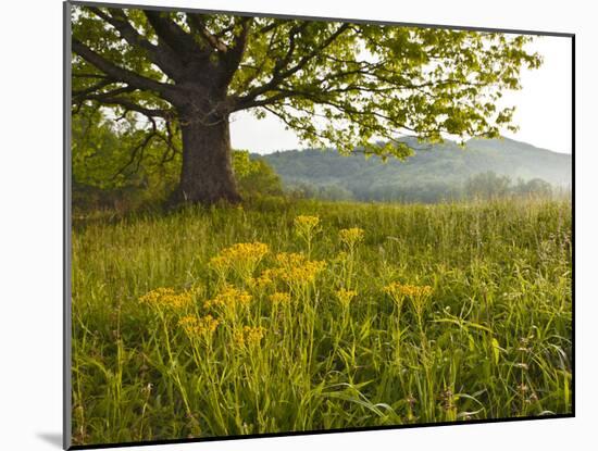 Single Tree at Sunrise, Cades Cove, Great Smoky Mountains National Park, Tennessee, Usa-Adam Jones-Mounted Photographic Print