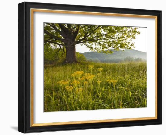 Single Tree at Sunrise, Cades Cove, Great Smoky Mountains National Park, Tennessee, Usa-Adam Jones-Framed Photographic Print