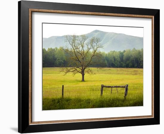 Single Tree at Sunrise, Cades Cove, Great Smoky Mountains National Park, Tennessee, Usa-Adam Jones-Framed Photographic Print