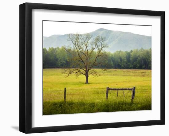 Single Tree at Sunrise, Cades Cove, Great Smoky Mountains National Park, Tennessee, Usa-Adam Jones-Framed Photographic Print