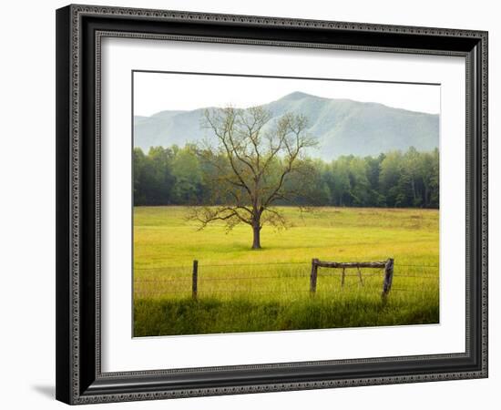 Single Tree at Sunrise, Cades Cove, Great Smoky Mountains National Park, Tennessee, Usa-Adam Jones-Framed Photographic Print