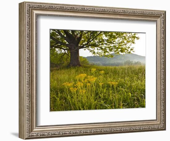 Single Tree at Sunrise, Cades Cove, Great Smoky Mountains National Park, Tennessee, Usa-Adam Jones-Framed Photographic Print