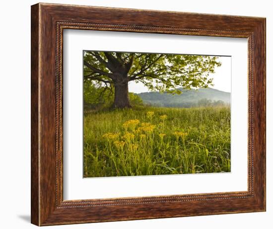 Single Tree at Sunrise, Cades Cove, Great Smoky Mountains National Park, Tennessee, Usa-Adam Jones-Framed Photographic Print