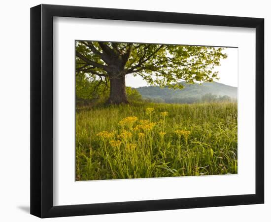 Single Tree at Sunrise, Cades Cove, Great Smoky Mountains National Park, Tennessee, Usa-Adam Jones-Framed Photographic Print
