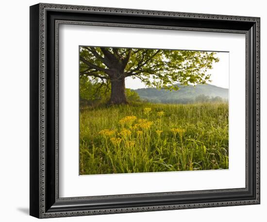 Single Tree at Sunrise, Cades Cove, Great Smoky Mountains National Park, Tennessee, Usa-Adam Jones-Framed Photographic Print