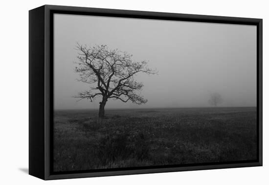 Single Tree, Fog, Meadow-Jurgen Ulmer-Framed Premier Image Canvas