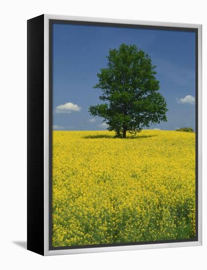 Single Tree in a Field of Oil Seed Rape in Flower Near Pontivy in Brittany, France, Europe-Michael Busselle-Framed Premier Image Canvas